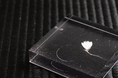 "Magnolia" Acrylic Block